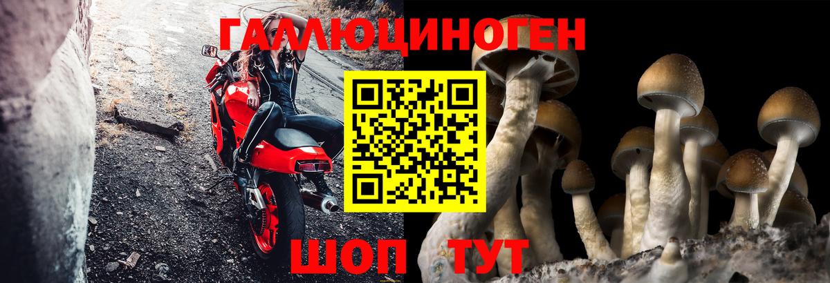 Смоленск  Галлюциногенные грибы Psilocybe  Вход с VPN  Псилоцибиновые грибы GOLDEN TEACHER 
